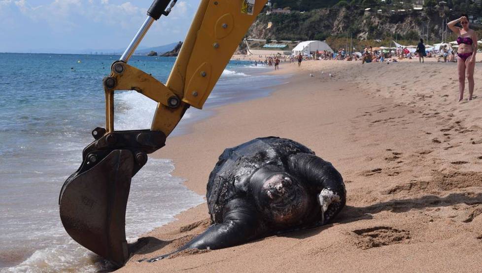 巨型珍稀海龟误食塑料垃圾死亡