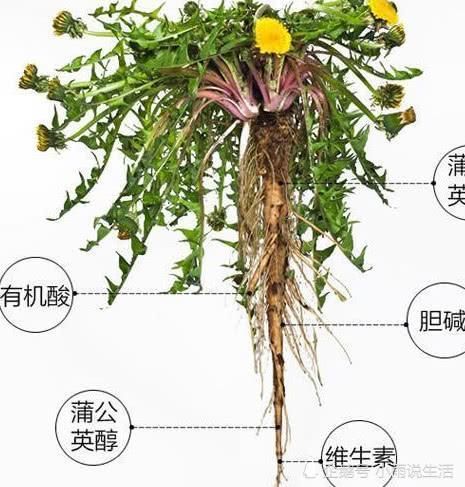 健康知识:蒲公英泡水喝有讲究,怎么喝才是对的