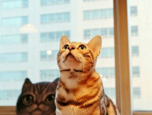 佳能微单EOS M100:女生的第一台微单