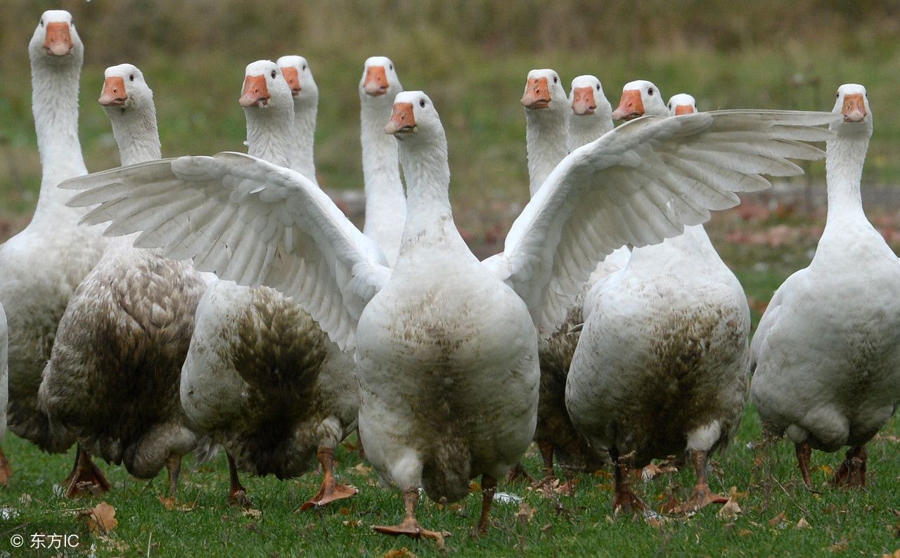 大学录取一只鹅?还发了录取通知书,网友们表示不淡定了!