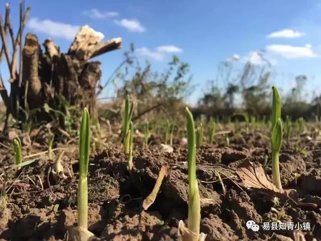 初春,在易县知青小镇享受诗意慢生活~~