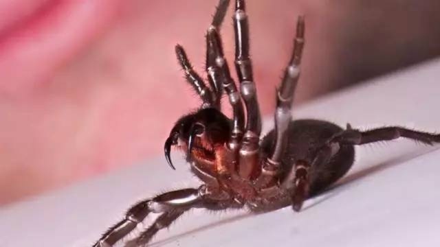 10大毒性超强生物 遇到它们到底会多致命？