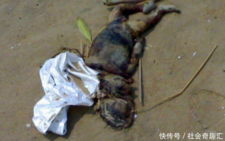 在湖里养了些鸭子,却经常莫名消失,设下圈套竟