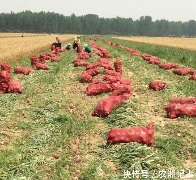 农民不种大蒜种植洋蒜,亩产12000斤