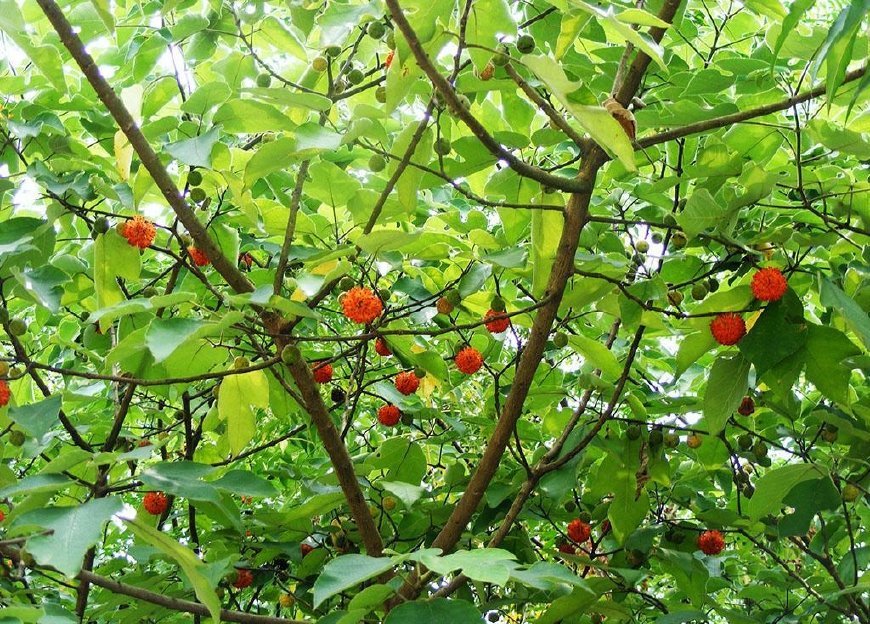 这野果长得像杨梅,古人称它是肾之果,却烂在