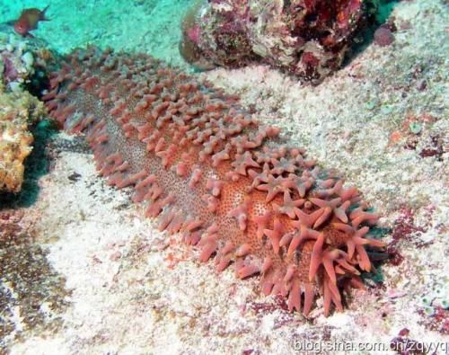 奇闻轶事!别的动物要冬眠,为什么海参却要夏眠