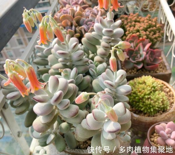 多肉植物的修根与晾根,学会处理,促进多肉生长