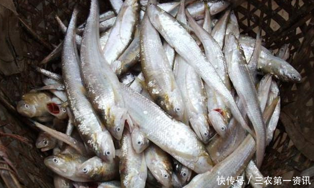 世上最贵的美味,图1每年只有100颗,图3大多在