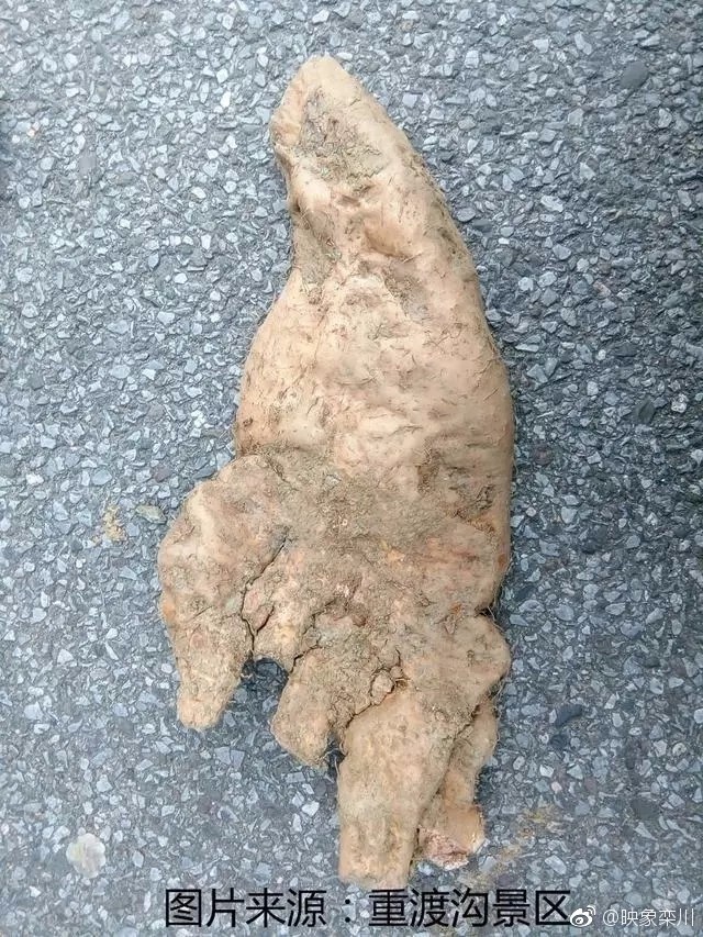 河南洛阳老汉山上挖到成精山药,据说长了三十