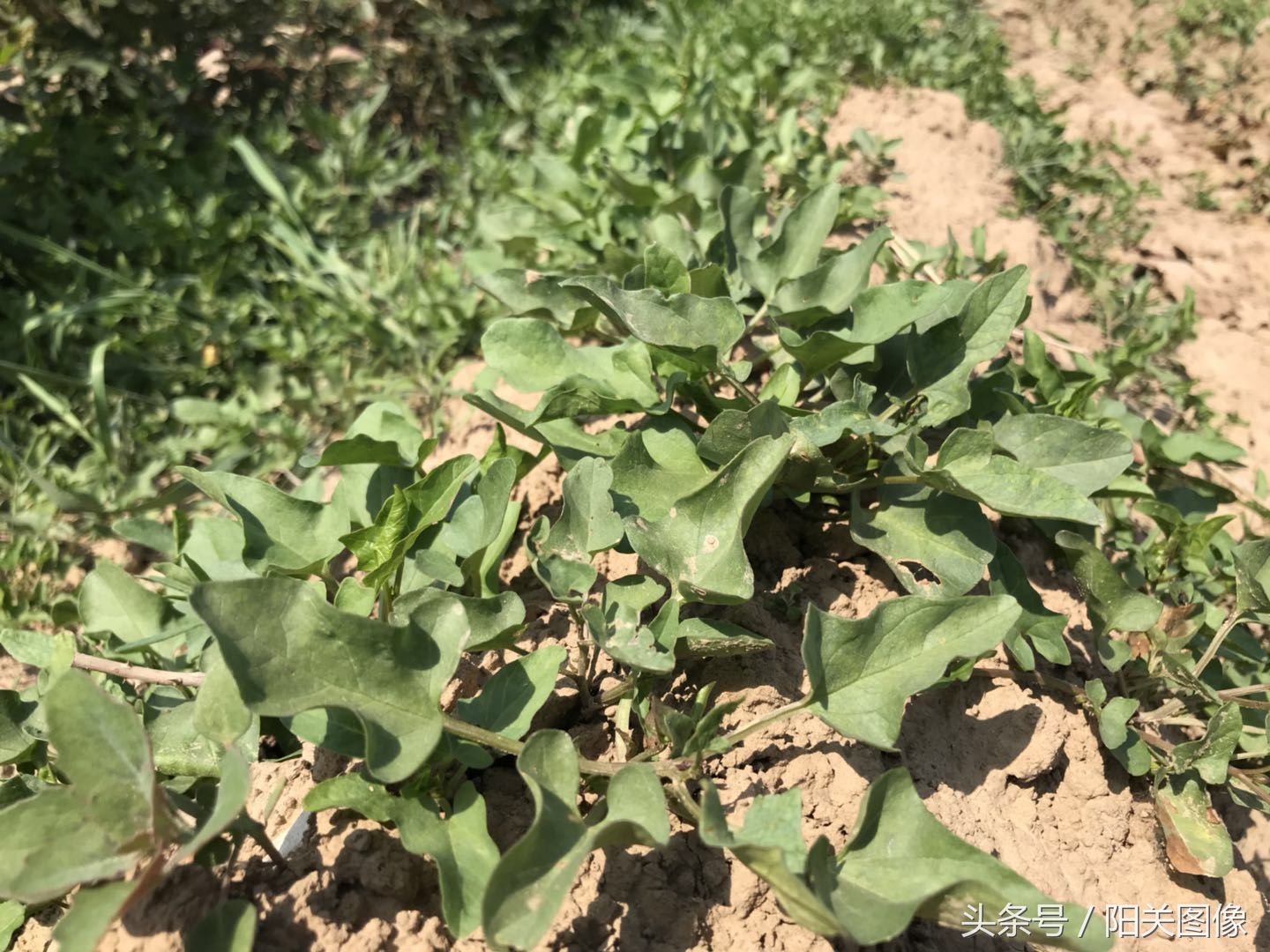 这9种常见的田间野草,土生土长的农村人,却不
