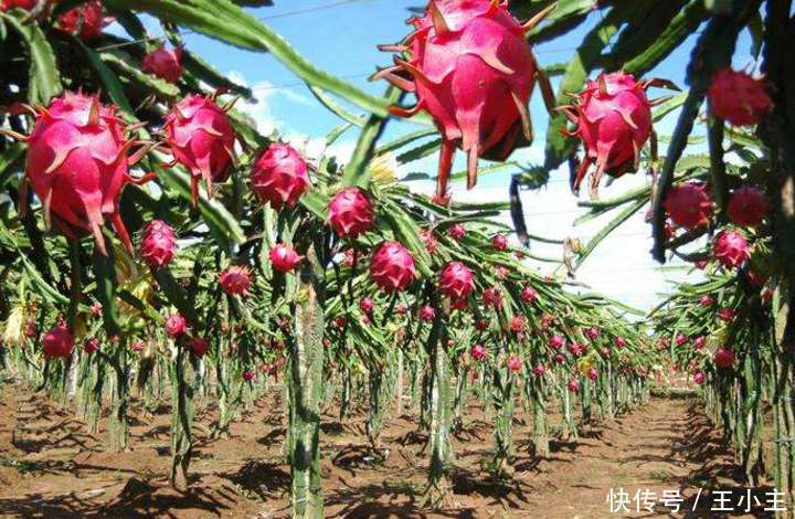 19岁少女种这东西,一年还清了200万巨债,父母