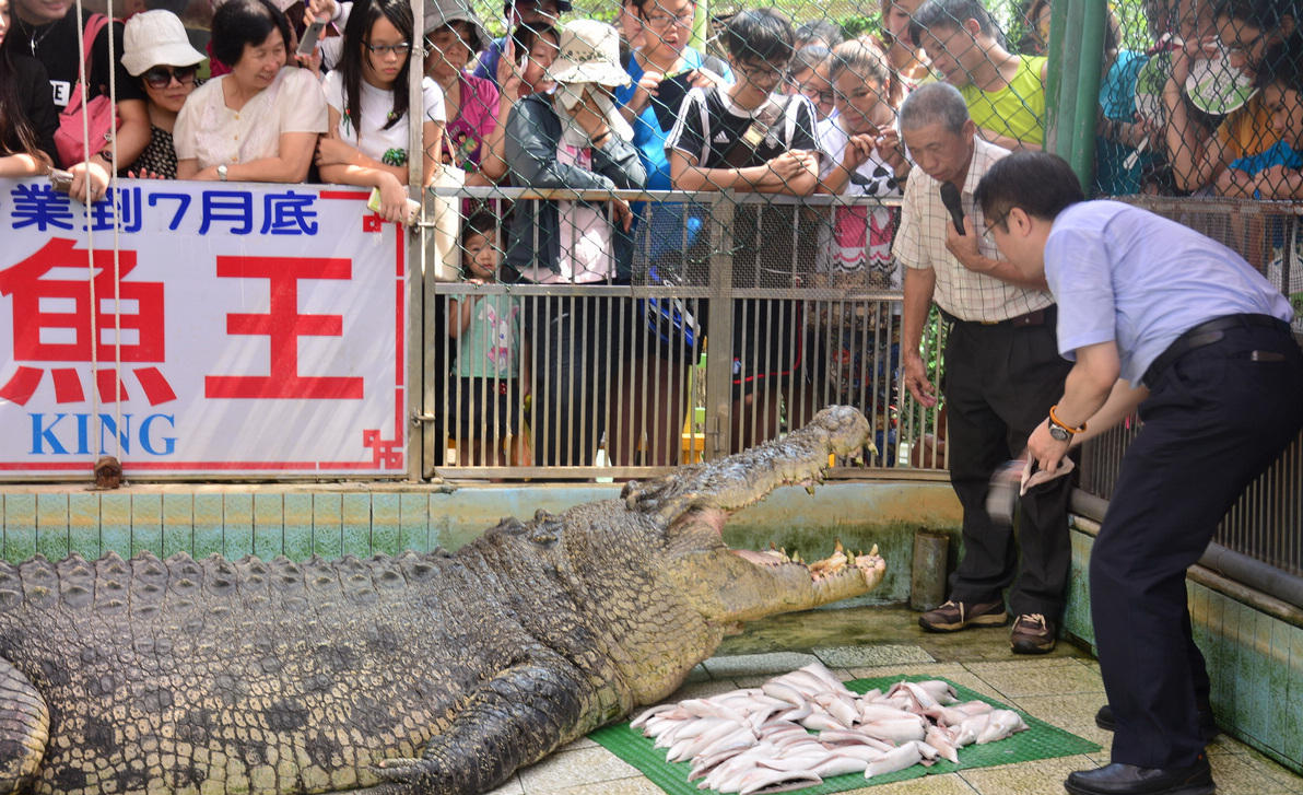 厦门8月底将迎来"鳄鱼王"长约6米重1250公斤