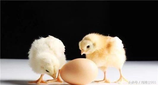 养鸡秘诀:养鸡不得病小窍门