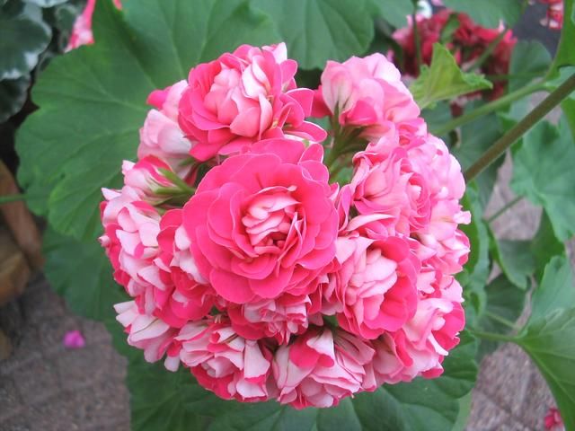 这个东西就是马蹄片,马要钉铁掌,马蹄在磨损后要重新在马掌上钉铁掌