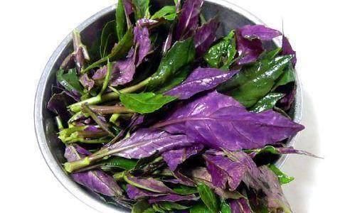 血皮菜到底能不能吃?吃了对身体有什么影响吗