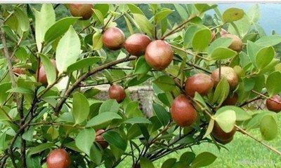 简单1个中医小偏方,去湿排毒,清热止痒,湿疹不