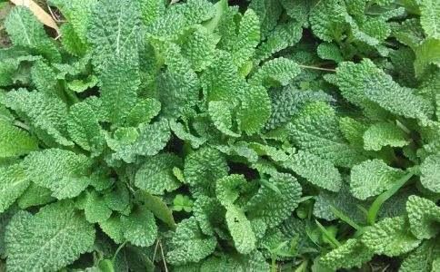 在农村,有一种野草长相浑身都是疙瘩,农民见了