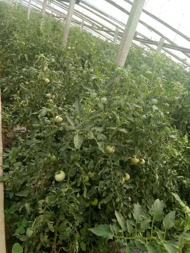 塑料大棚种西红柿,亩产两万斤,村民不外出打工
