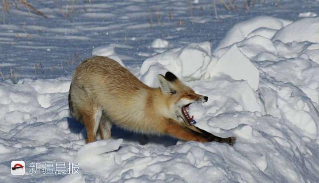 狐狸"跳雪"见过没?腾空跃起一米高,一头扎进雪地