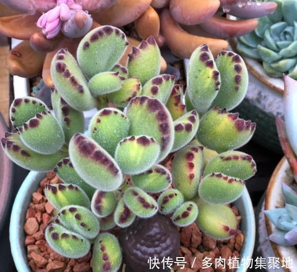 种多肉用的盆一定要有孔吗?选择对的花盆,多肉