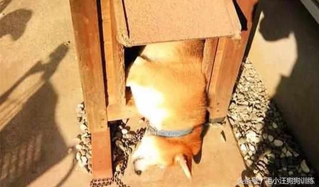 这三只柴犬睡午觉的姿势一个比一个怪异…铲屎