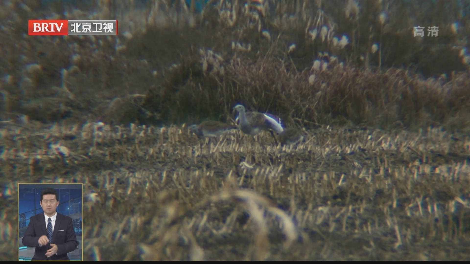 300万只候鸟迁徙北京 重点监测为候鸟保驾护航