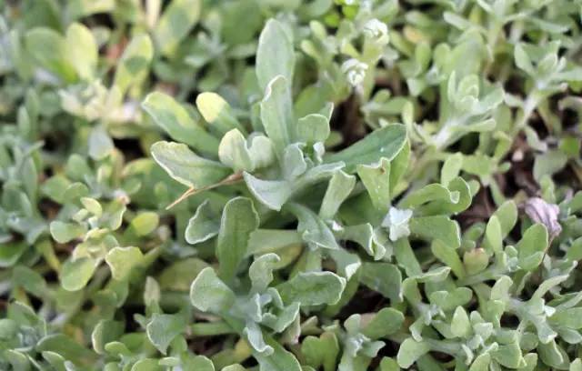 这些野菜都是天然药,一种野菜治一种病 这些野菜都是天然药,一种野菜治一种病