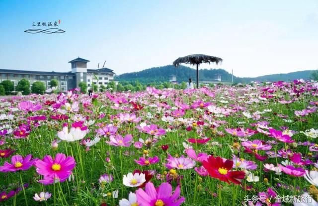 遇见格桑花开,遇见幸福,遇见你