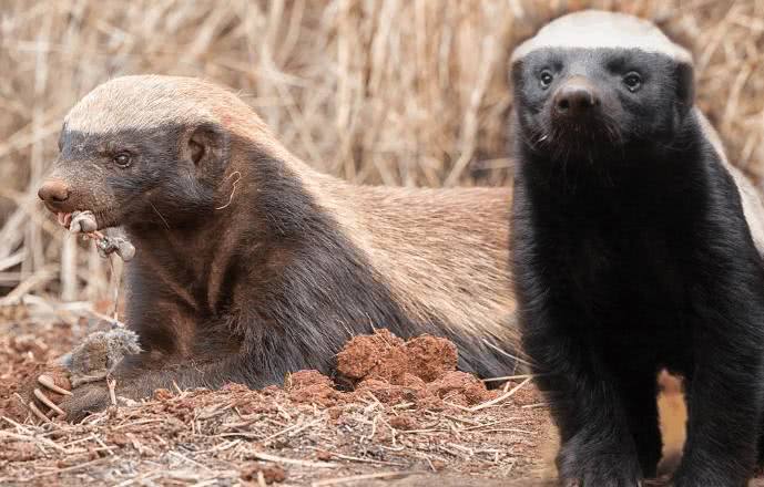 动物界扛把子,无所畏惧的平头哥,遇上人类会发