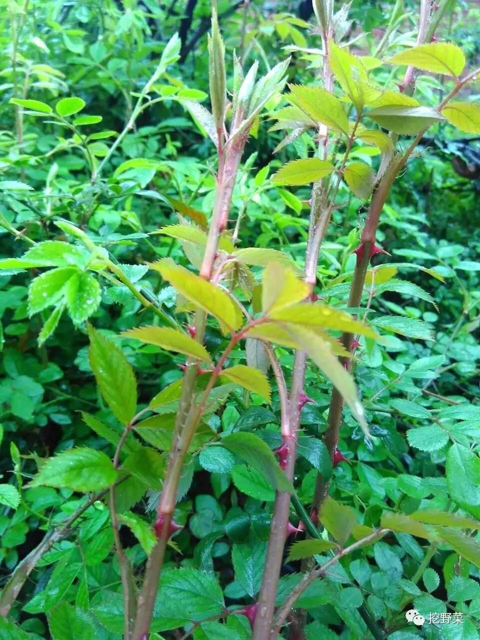 野蔷薇的春天不仅是美丽,它是美味零食又是野菜,吃过吗?