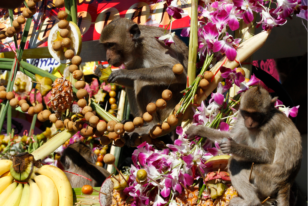 当地时间2018年11月25日，泰国曼谷，一年一度的猴子自助餐节在泰国曼谷北部华富里省普朗三佑寺举行，猴子们尽情地享用各种水果和蔬菜。