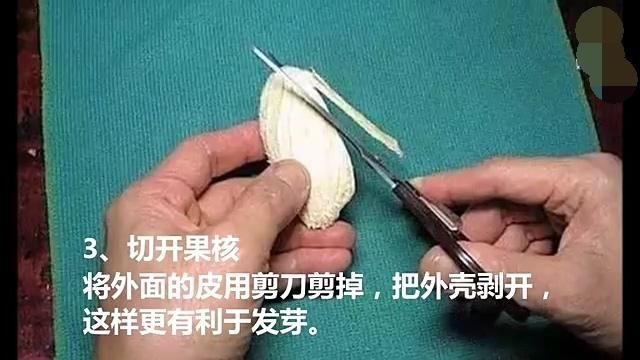 芒果盆栽的种植和养护技巧,等待开花结果,既好