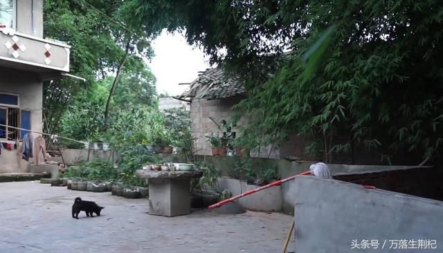 农村禁养政策出台,养殖场将拆除?这类养殖户