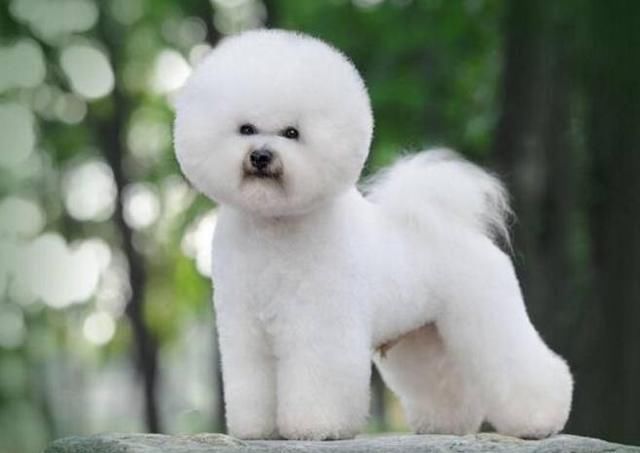 世界上最可爱的四大狗狗排行榜,最后一只看了