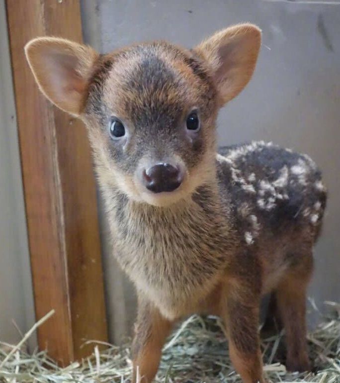 女子捡到一只巴掌大的狗,背上的花纹太美了,网友:这哪里是狗啊