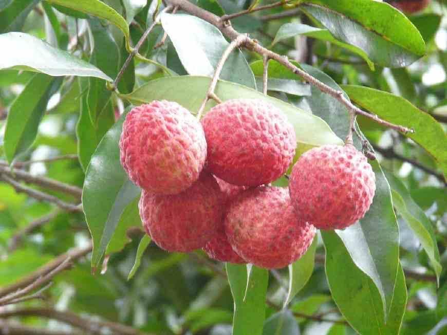 孕妇怀孕时,这些水果千万别吃,腹中的宝宝可不喜欢