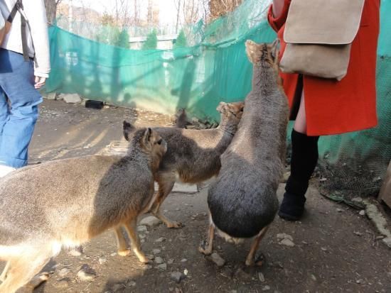 日本最瘋狂動物園:處處佈滿死亡危險,進入要先簽