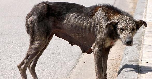 流浪小狗:妈妈再看我一眼,天凉了,我怕不能守候你这个冬天