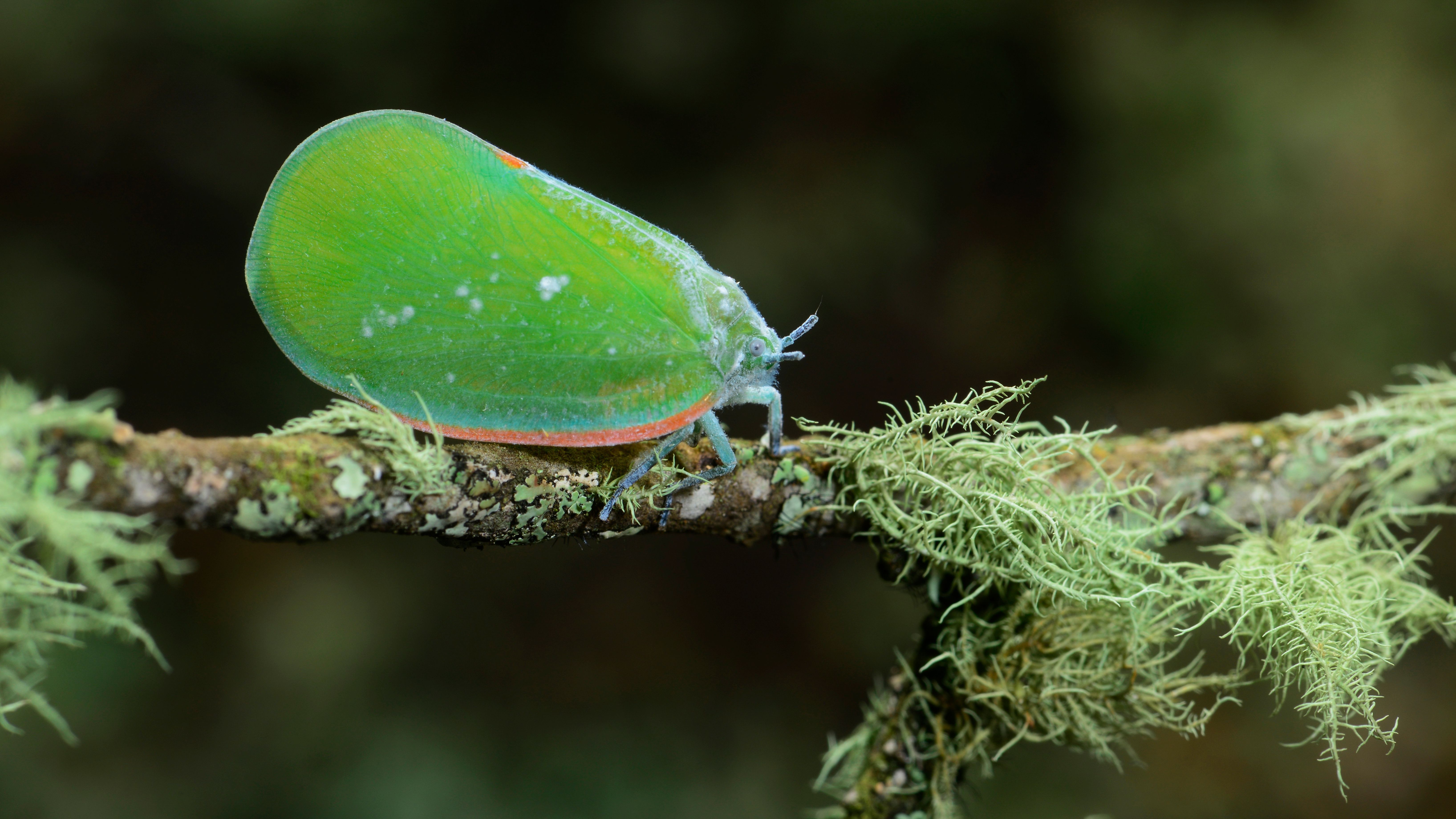 诗人雨林寻虫记:灯诱昆虫,虫还没来想看电影的村民来了
