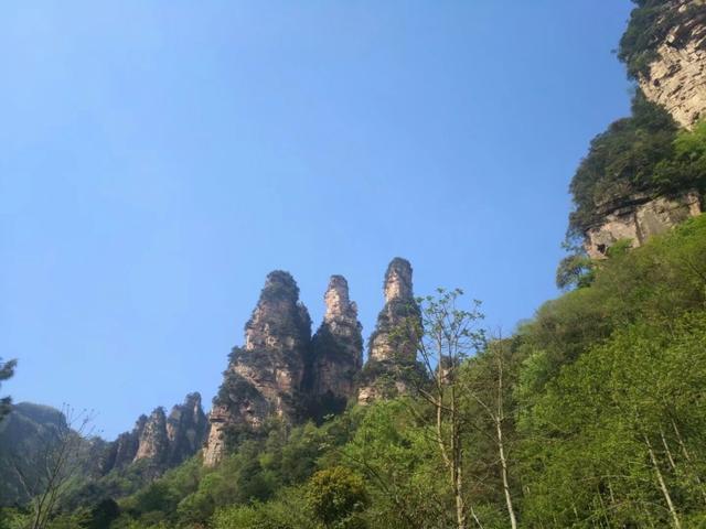 哈尔滨到张家界口碑好的导游给你3个去张家界