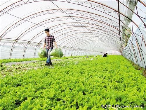 李嘉诚说:2019农村种植业的四大产业,让大妈都