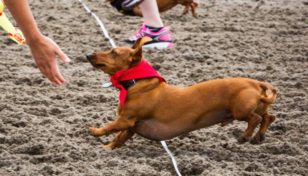 组图-小短腿太好玩!腊肠犬赛跑比赛萌翻网友