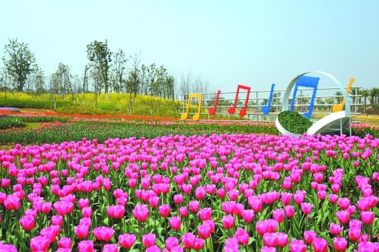 江西南昌:瑶湖千亩郁金香成七色花海