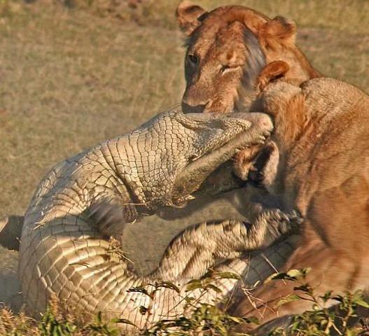 鳄鱼挑衅三头狮子反被咬,场面血腥震撼