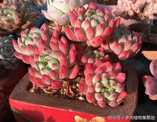 多肉植物秋天应该怎么养护?浇水和换盆土也有