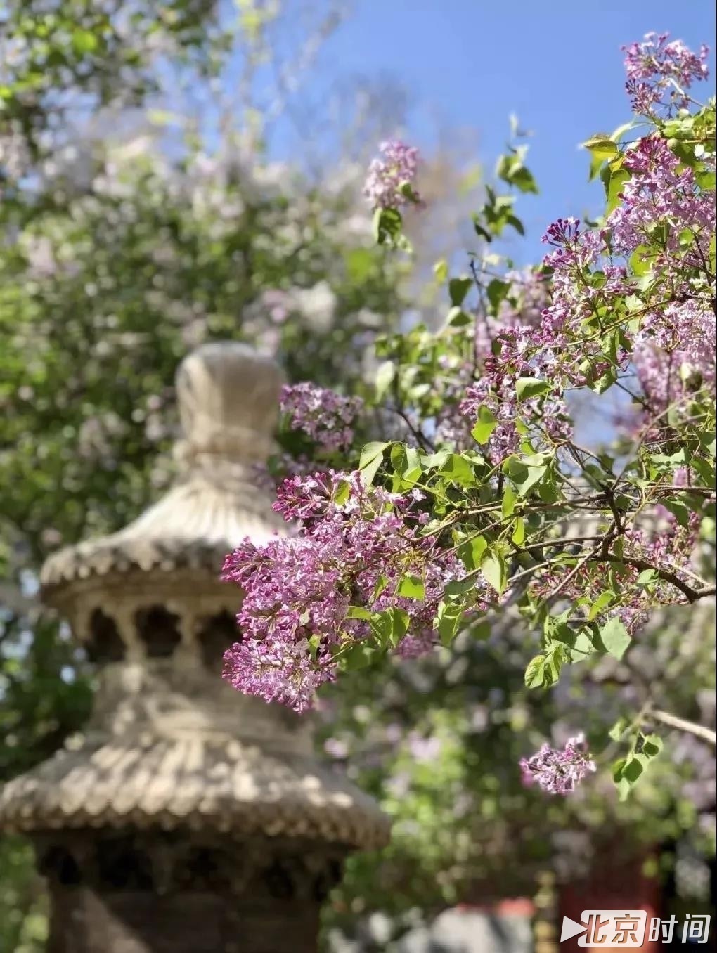 春日“大片”来自北京时间网友 @二蛋儿