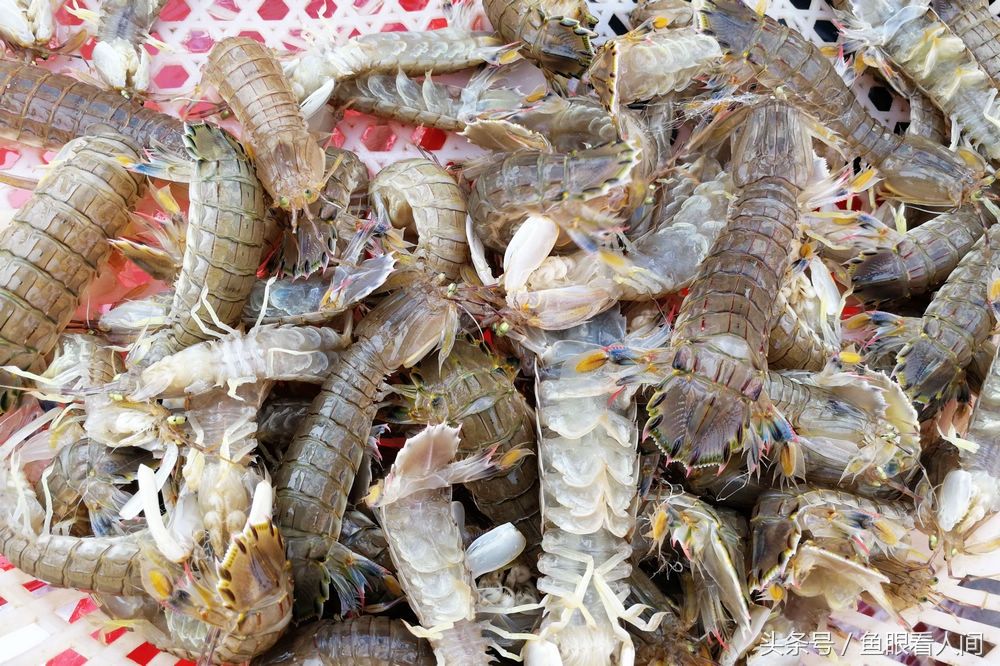 青岛虾虎价格大幅下降 最好38块钱一斤 15块钱也能买到鲜活虾虎