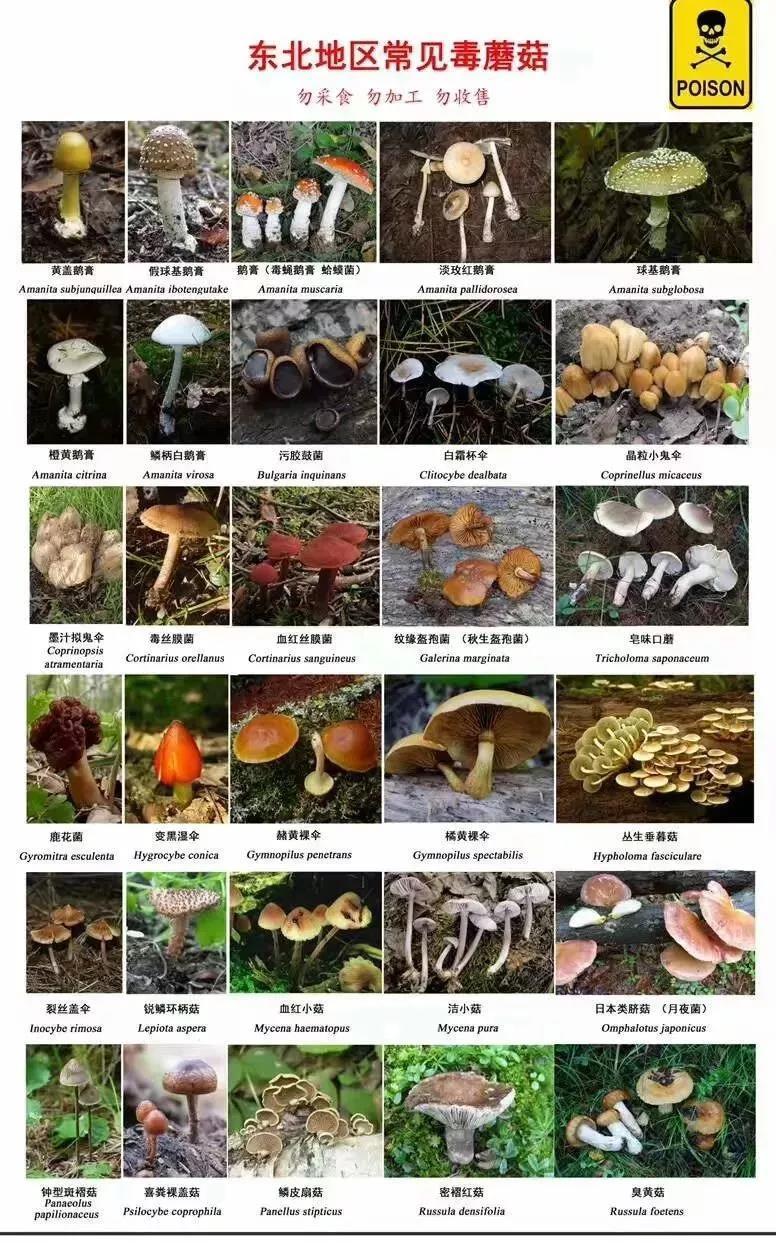 菌柄比人前臂长!市民家门缝长出巨型菇 网友惊呼活久见