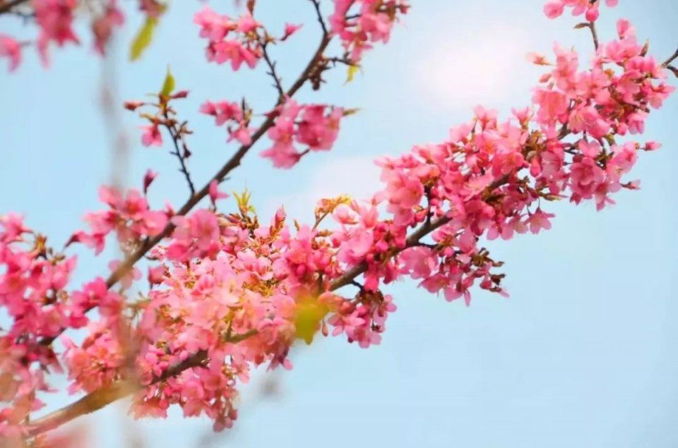 春见:2018湖北10条乡村自驾游线路启动 首站枝