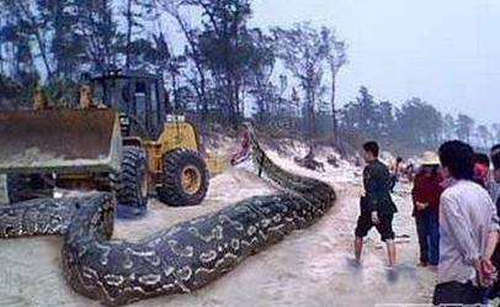 桂平挖蛇事件是真的吗?17米大蛇吓死司机